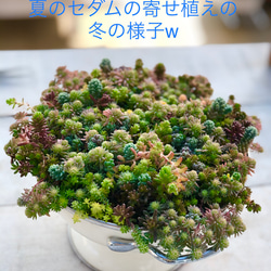 多肉植物＊ちまちま寄せ植え用＊品種増殖用＊10種類15カット＊ランダム 3枚目の画像