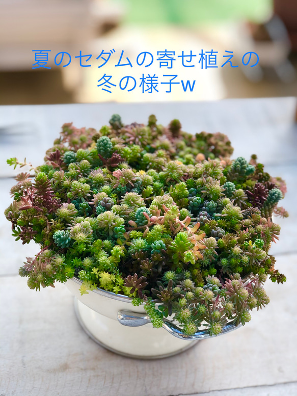 多肉植物＊ちまちま寄せ植え用＊品種増殖用＊10種類15カット＊ランダム 3枚目の画像