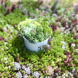 多肉植物＊ちまちま寄せ植え用＊品種増殖用＊10種類15カット＊ランダム 8枚目の画像