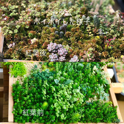 多肉植物＊ちまちま寄せ植え用＊品種増殖用＊10種類15カット＊ランダム 5枚目の画像