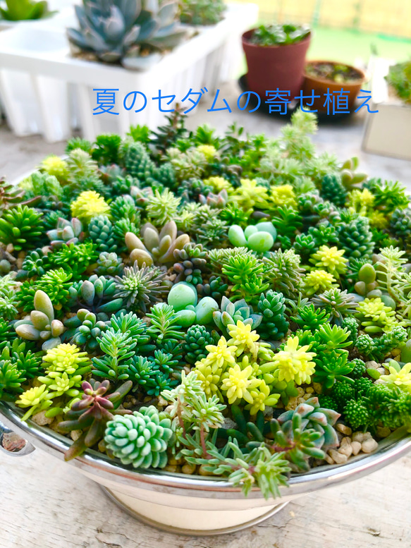 多肉植物＊ちまちま寄せ植え用＊品種増殖用＊10種類15カット＊ランダム 4枚目の画像