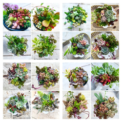 レーマニー錦＊多肉植物＊抜き苗 多肉植物 ＊N＊ 通販 19189220