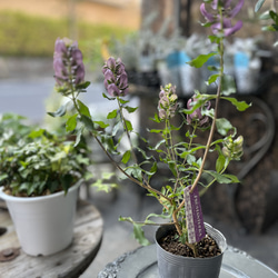 美植物　プロスタンセラ　マグニフィカ 1枚目の画像