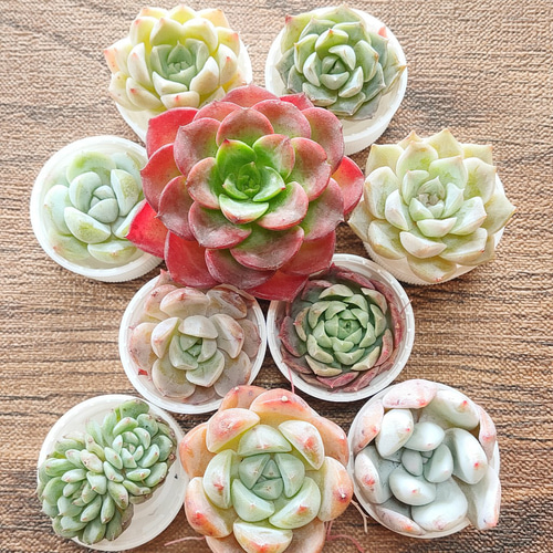 多肉植物 風緑 カット苗 6株 - メルカリ