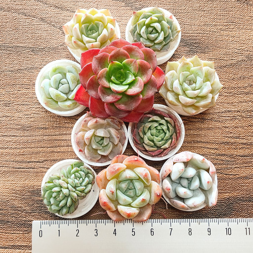 Dミニ苗大量セット✨多肉植物　エケベリア　カット苗　寄せ植えに！ 楽天市場】多肉植物 エケベリアカット苗 選べる名札付きセット
