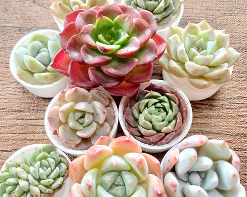 多肉植物 10苗セット 名前付き (カット苗)【エケベリア】 多肉植物