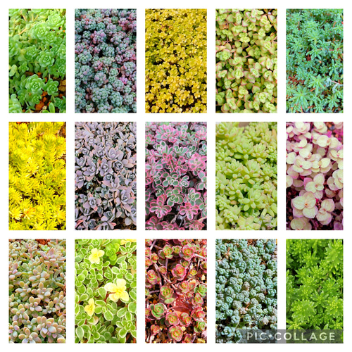 ルビーネックレス】多肉植物セダム15種 各5カットずつ【育成説明書