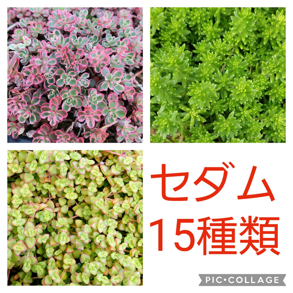 【ルビーネックレス】多肉植物セダム15種　各5カットずつ【育成説明書】 5枚目の画像