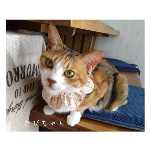 ブルーの小花 × アイボリー ] ザビエル首輪 猫 首輪 リード・首輪 MOFU