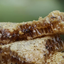 ニホンミツバチの蜂蜜 4枚目の画像