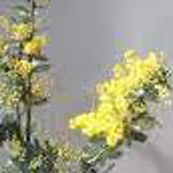 再入荷 ミモザ アカシア の木♡　ブラックワトル　デクレンス アンティーク風鉢付 7枚目の画像