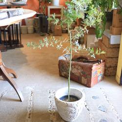 再入荷 ミモザ アカシア の木♡　ブラックワトル　デクレンス アンティーク風鉢付 3枚目の画像