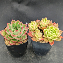 ☆多肉植物そのまま飾れる☆レトロスクーターピンク