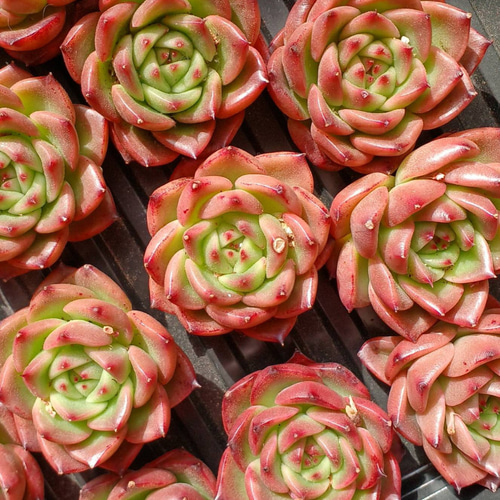 多肉植物　韓国苗　レッドグラス 多肉植物韓国苗レッドグラス