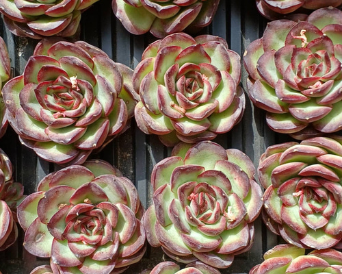 多肉植物　エケベリア　韓国苗　メキシコプリドニス 54f5adc12c81220b2e374784959797