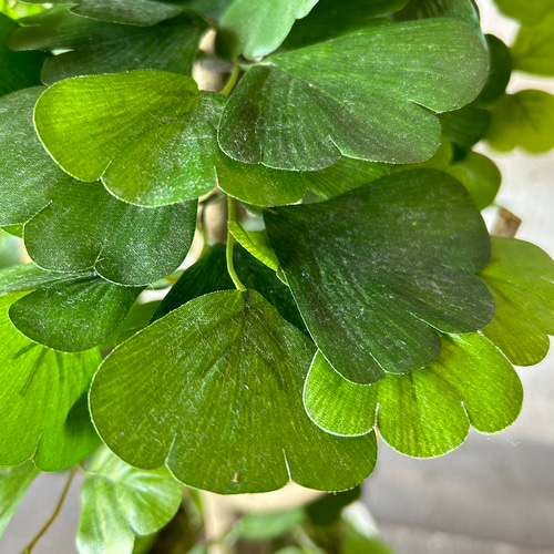 光触媒　人工観葉植物　ウォールグリーン　フェイクグリーン　青銀杏@gja 光触媒 人工観葉植物 ウォールグリーン フェイクグリーン 青銀杏