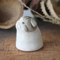 單花鯖魚白貓（蘇格蘭折耳貓） 第2張的照片
