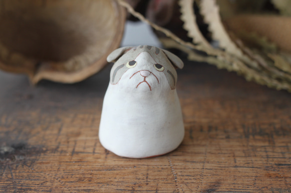 單花鯖魚白貓（蘇格蘭折耳貓） 第1張的照片