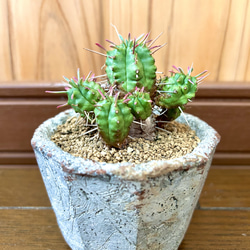 お値下げ！アーボリータム Arboretum 木製小物入れ ２点セット Arboretum / ツリーオブジェ / 全20種 - R&M Interior Store