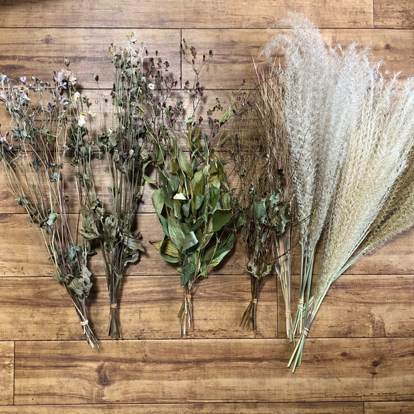 シュウメイギク ホトトギス ご確認用 ホトトギスとシュウメイギク | 時