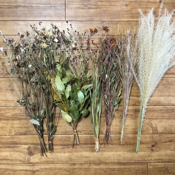 特価】山野草 茶花 長め 8種類 75本 【Bセット】＊ シュウメイギク 