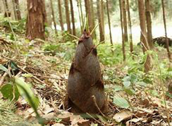 新鮮！　朝採り旬の筍　３ｋｇ 2枚目の画像