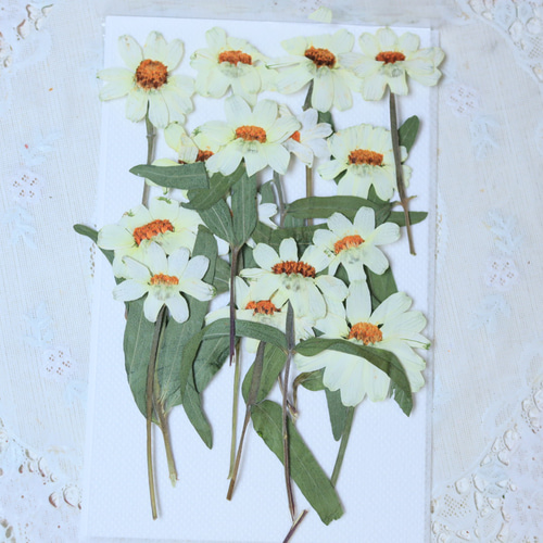 お花 東大阪・八尾からお花をお届け｜shimizu garden（シミズガーデン）