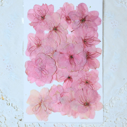 押し花桜訳あり20枚 その他素材 花mizuki 通販 17536070｜Creema(クリーマ)