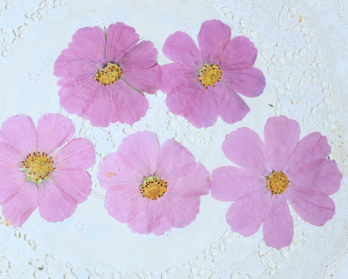 押し花コスモス5枚 その他素材 花mizuki 通販 17536071｜Creema(クリーマ)