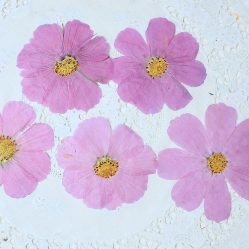 押し花コスモス5枚 その他素材 花mizuki 通販 17536071｜Creema(クリーマ)