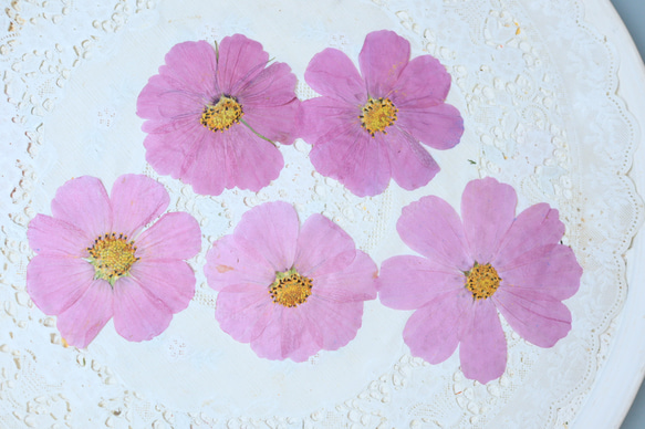 押し花コスモス5枚 その他素材 花mizuki 通販 17536071｜Creema(クリーマ)