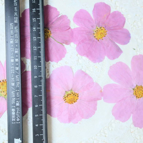 一点物！！コスモス 押し花  DIY品  額縁付き 39410018.jpg?20120202142425
