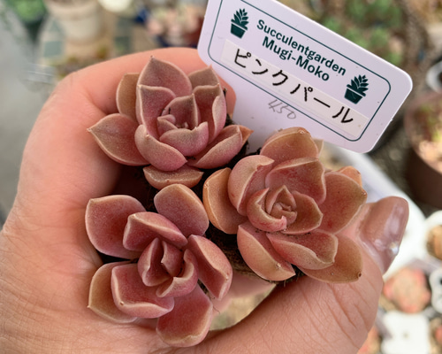 ef499c2a6c70c4663dfe243bd2f973