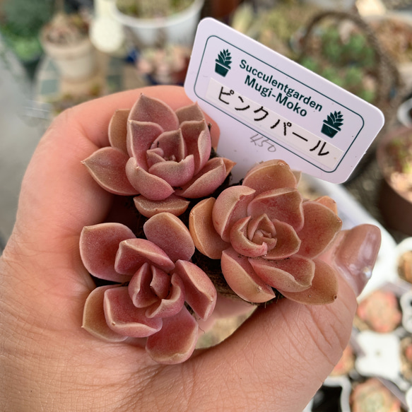 多肉植物 ピンクパール 3苗 その他インテリア雑貨 mugi-moko 通販