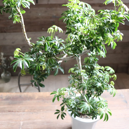 シェフレラ♡トライアンギュラス♡ ハート型の葉っぱ♡観葉植物♡ガーデニング アートフラワー パリジェンヌ 通販｜Creema(クリーマ)  17536378