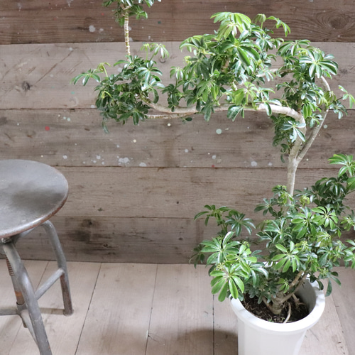 希少 シェフレラ トライアンギュラス 大苗 園芸ネット本店｜[ギフトに]シェフレラ：トライアンギュラリス3.5号