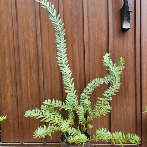 アカシアブルーブッシュデザインテラコッタ鉢植え苗木ミモザ