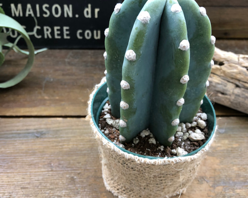 サボテン絵　専用 サボテン絵 専用 観葉植物の販売・ギフトならフラワー