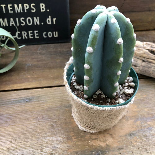 「植物の誕生」【フレームサイズ 27×22cm】 楽天市場】90000011（1点）ミニチュア アート 観葉植物（大・中