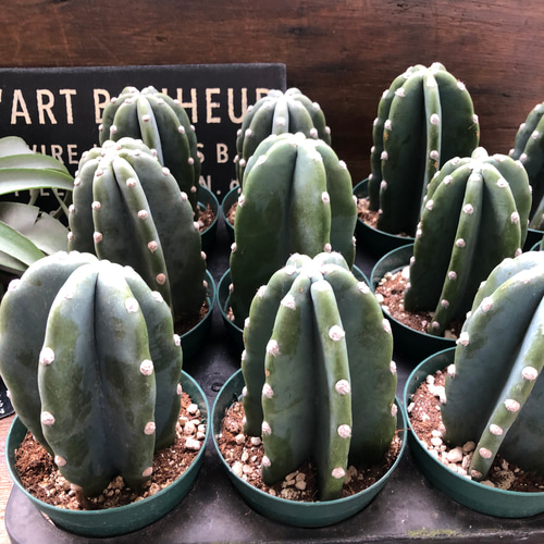 柱サボテン XL 【首都圏限定】| 観葉植物通販 AND PLANTS