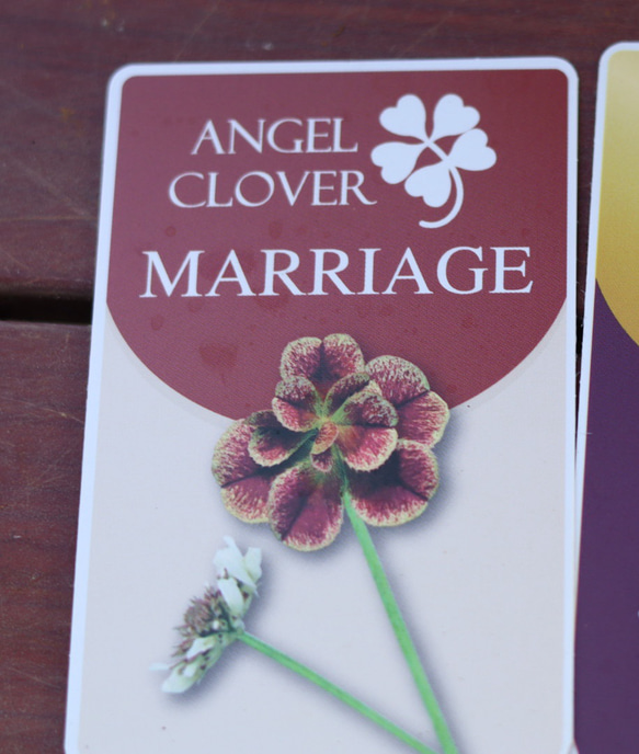 7枚葉あり！身元園芸さんの白花クローバー　天使のドレス『マリッジ』ラスト‼️ 4枚目の画像