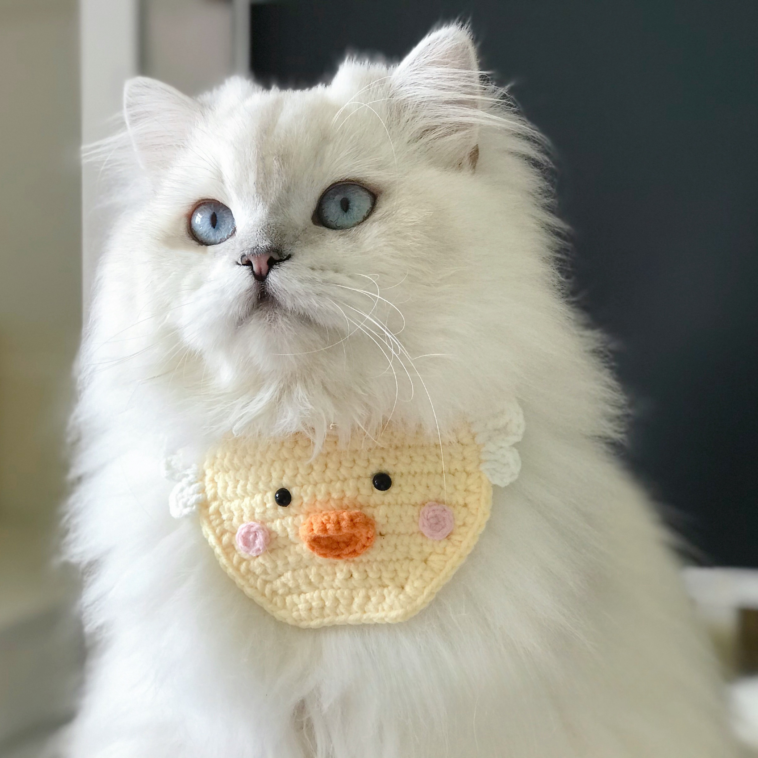 ピンク(⑤)わんちゃん猫ちゃん用襟付き首輪 - メルカリ - 首輪