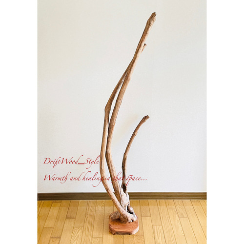 一点物の超大型流木 【公式通販】