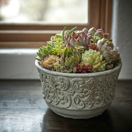 プレゼントに♪多肉植物の寄せ植え♯1 多肉植物 Roots 通販