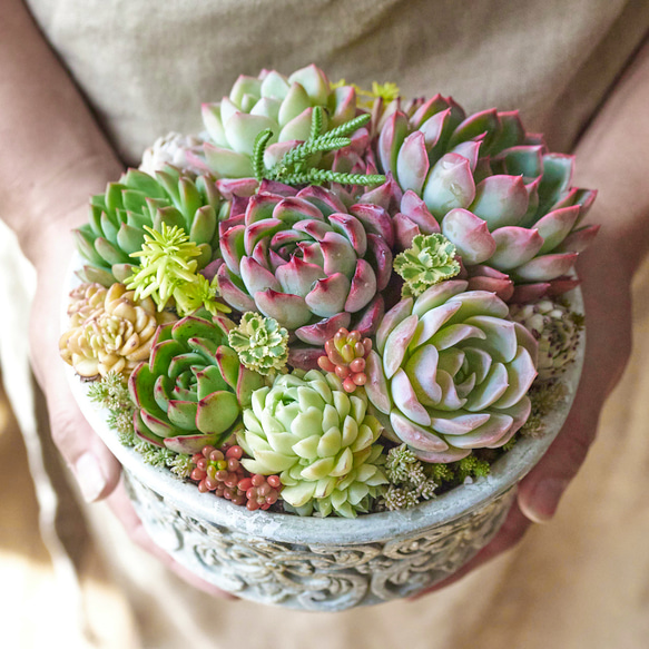 プレゼントに♪多肉植物の寄せ植え♯1 多肉植物 Roots 通販