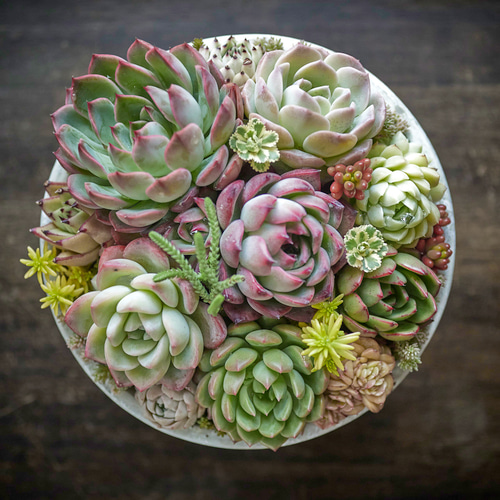 プレゼントに♪多肉植物の寄せ植え♯1 多肉植物 Roots 通販