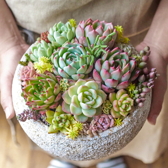 プレゼントに♪多肉植物の寄せ植え♯2 多肉植物 Roots 通販