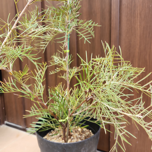 大きめ　グレビレア　ラナマリー　鉢植えF　苗　レア品種　オージープランツ 大きめ グレビレア ラナマリー 鉢植えF 苗 レア品種 オージープランツ