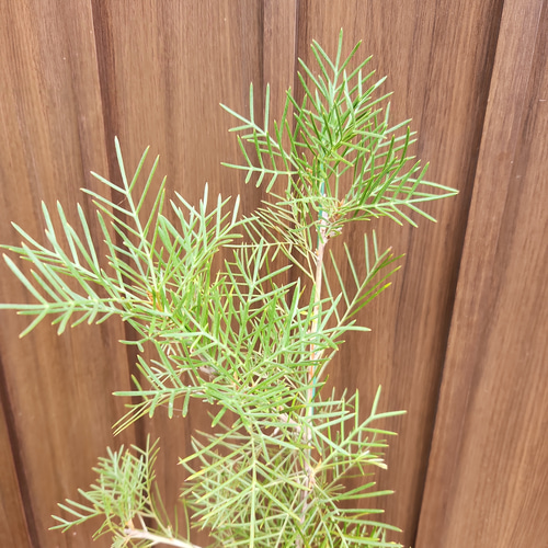 再販♡ グレビレア ラナマリー 鉢植え ワイルドフラワー ネイティブ