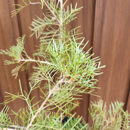 再販♡ グレビレア ラナマリー 鉢植え ワイルドフラワー ネイティブ